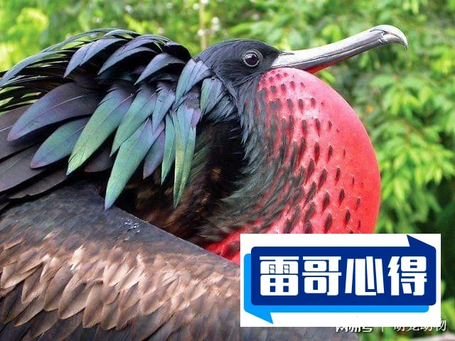 世界上寿命特别长的五种鸟2025最新排名前十名榜单出炉