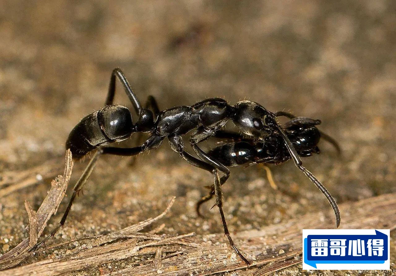 世界上特别毒的蚂蚁排行榜2025最新排名前十名榜单出炉