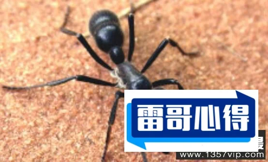 世界上特别毒的蚂蚁排行榜2025最新排名前十名榜单出炉