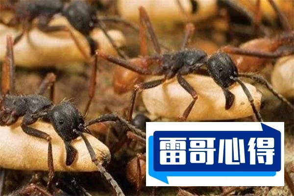 世界上特别毒的蚂蚁排行榜2025最新排名前十名榜单出炉