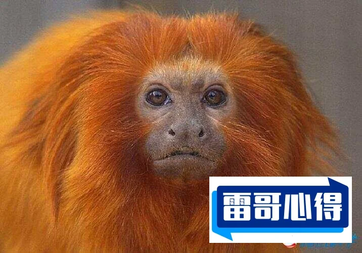 自然界中10大罕见的橙色动物排行榜2025最新排名前十名榜单出炉