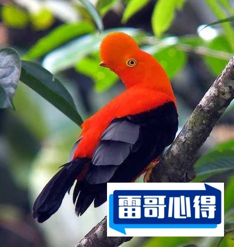 自然界中10大罕见的橙色动物排行榜2025最新排名前十名榜单出炉