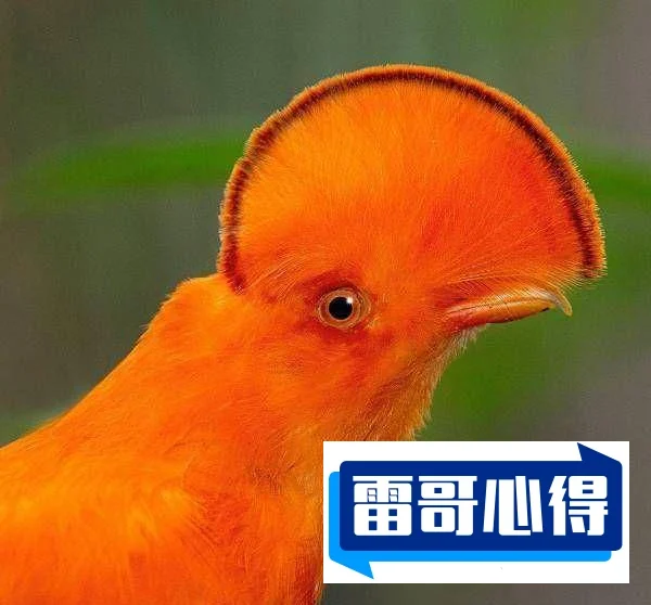自然界中10大罕见的橙色动物排行榜2025最新排名前十名榜单出炉