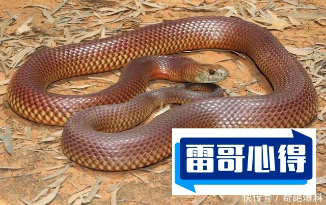 世界上特别罕见特别珍稀的蛇2025年排名前十名榜单出炉