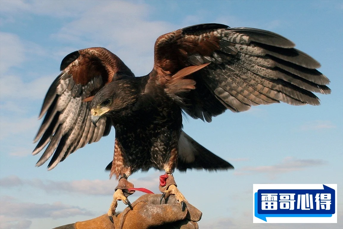 世界上特别大的4种鹰2025年排名前十名榜单出炉