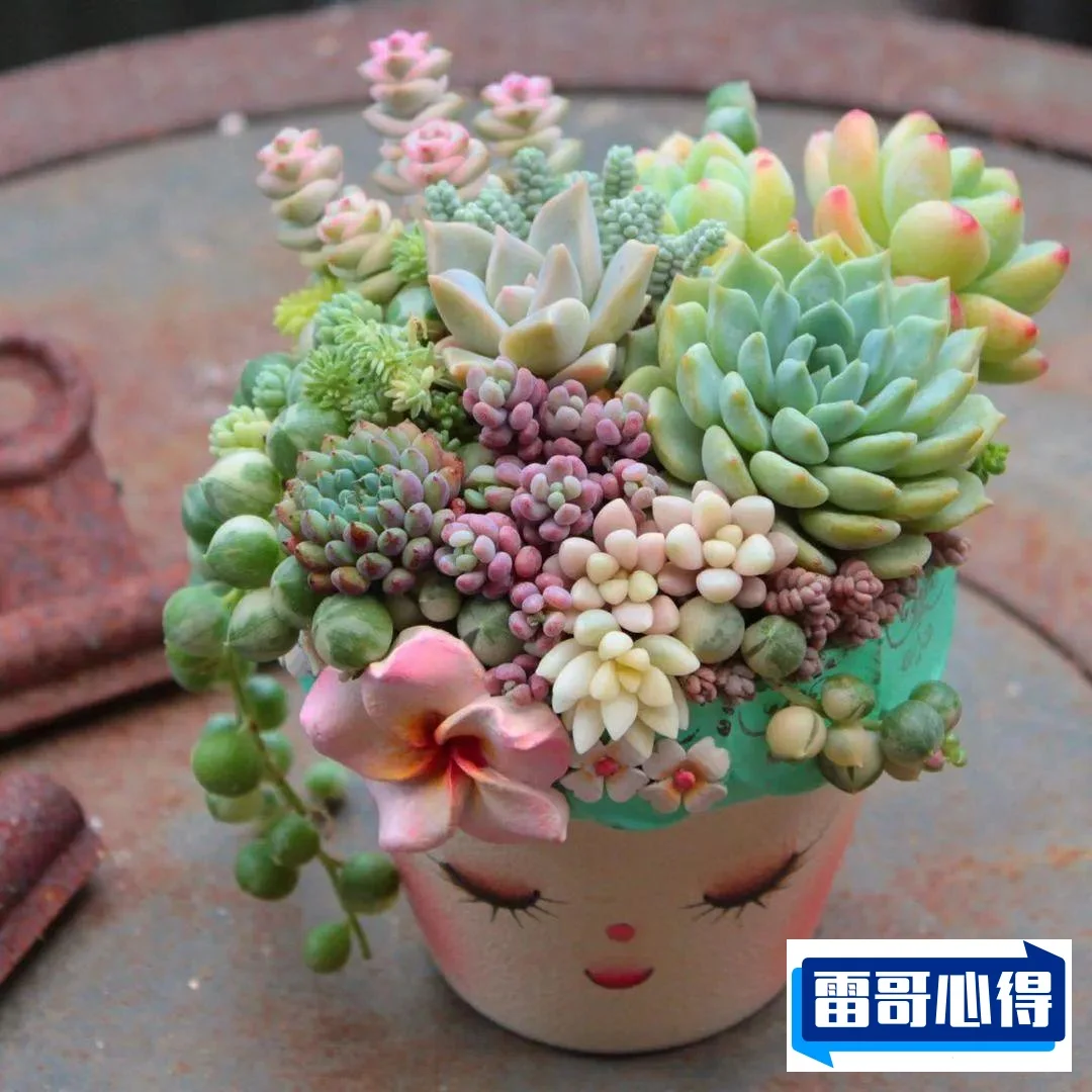 世界上特别漂亮的多肉植物2025年排名前十名榜单出炉