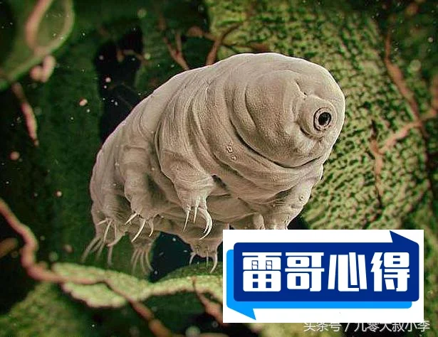 世界上寿命特别长的十种动物:顶尖无限分裂(实现返老还童)2025年排名前十名榜单出炉