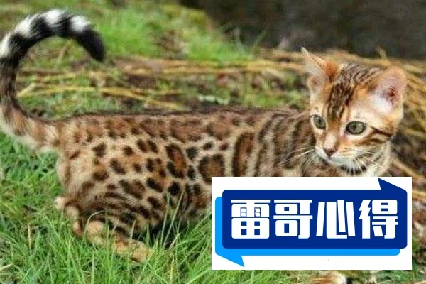 世界上特别贵的猫排行榜：阿什拉猫一只超60万元，2025年排名前十名榜单出炉