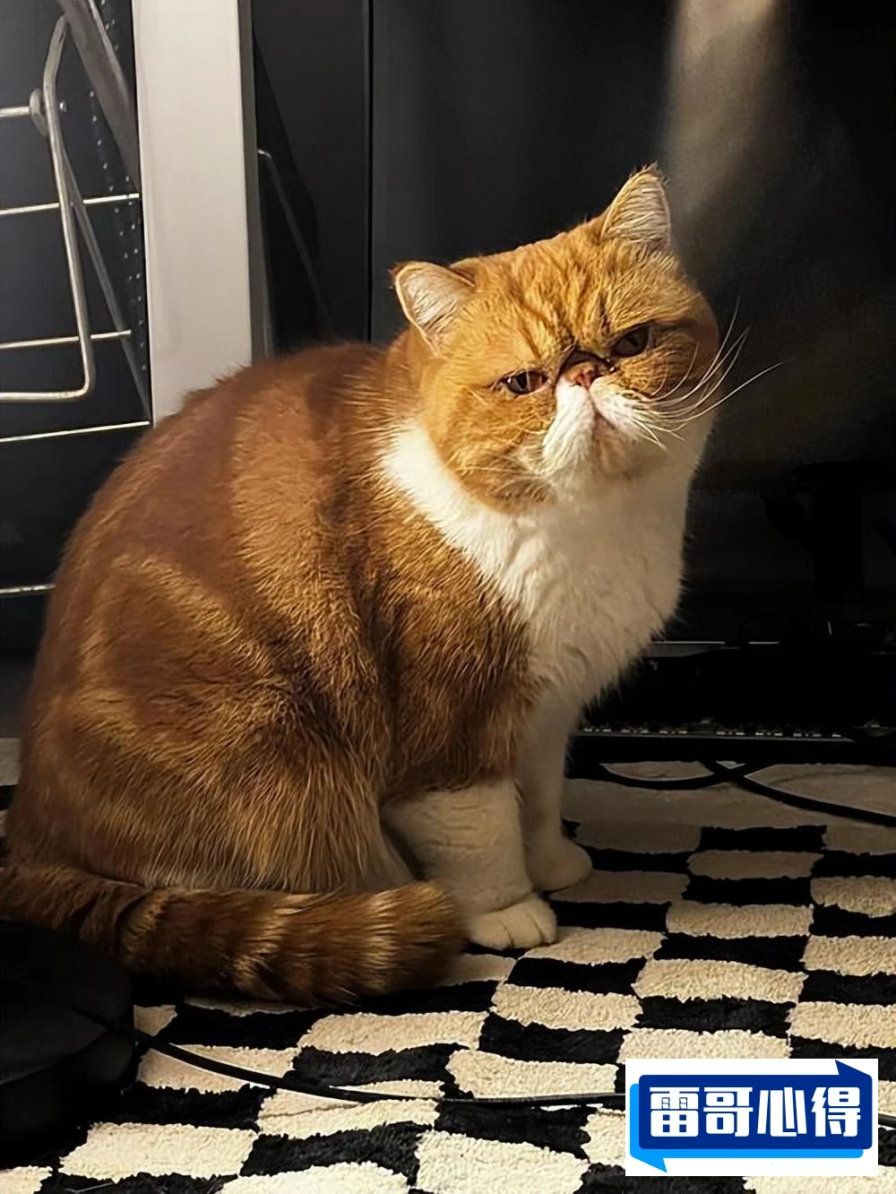 特别温顺的四种宠物猫2025近期排名前十名榜单出炉
