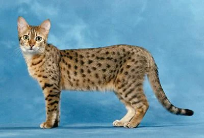特别温顺的四种宠物猫2025近期排名前十名榜单出炉